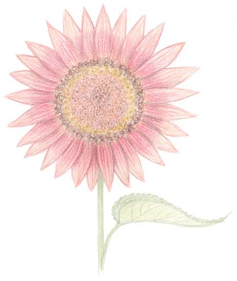 Pink Sunflower
