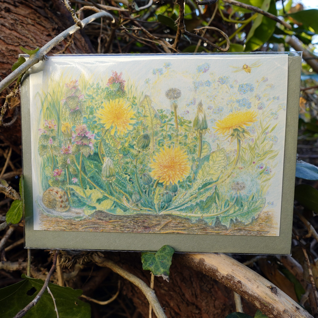 Dandelions card