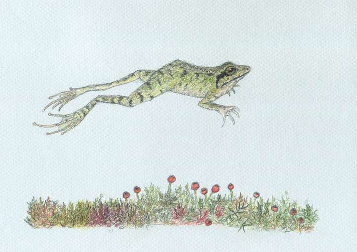 Frog Leaping