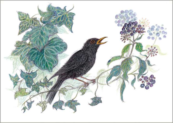 Blackbird Singing