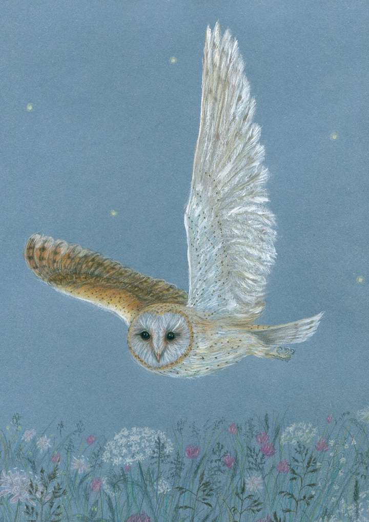 Barn Owl - Summer Meadow