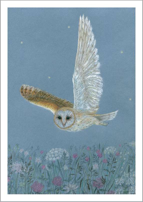 Barn Owl - Summer Meadow