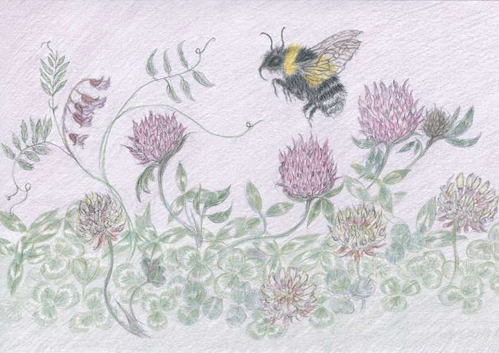 Bee and Clover