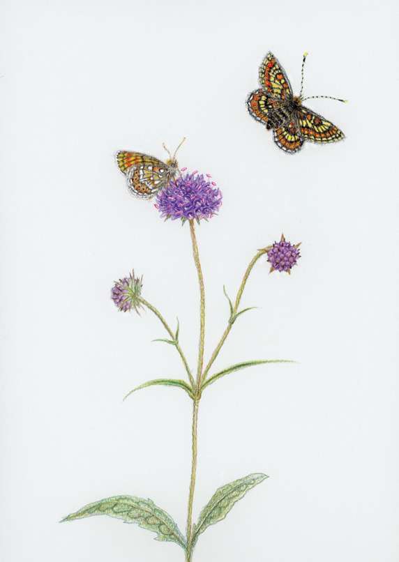 Marsh Fritillary