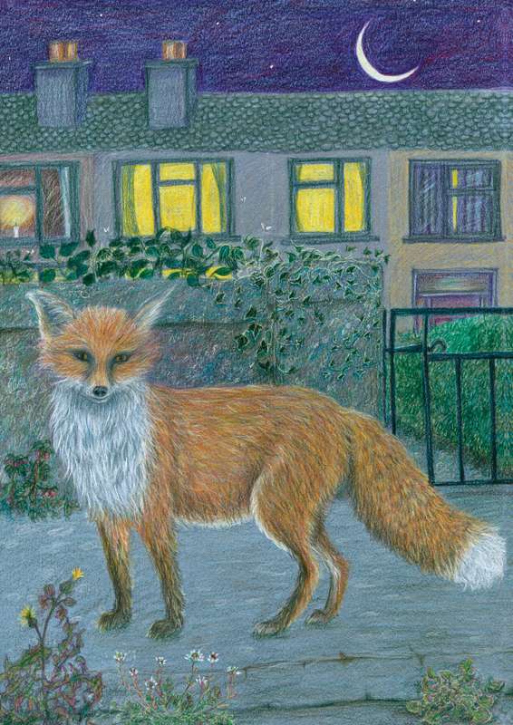 Neighbourhood Fox