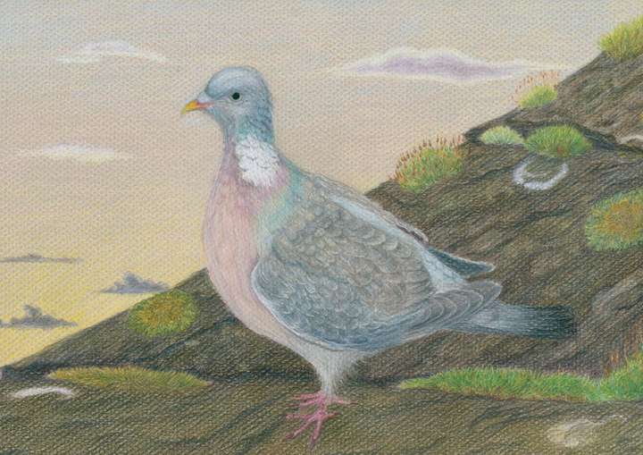 Wood Pigeon