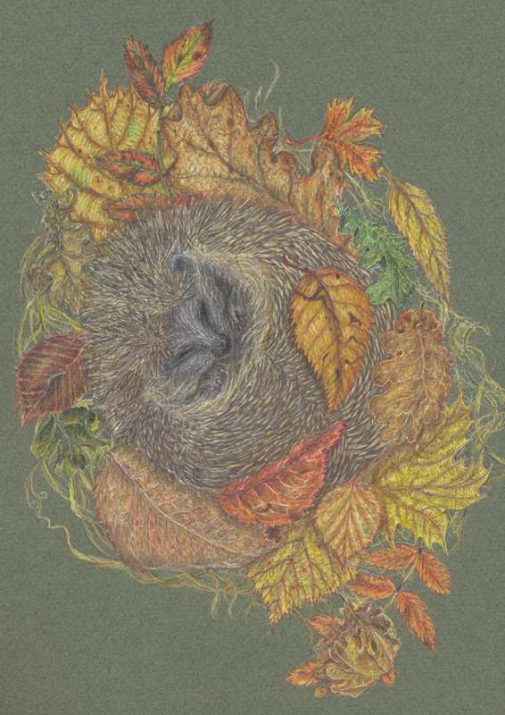 Hibernating Hedgehog