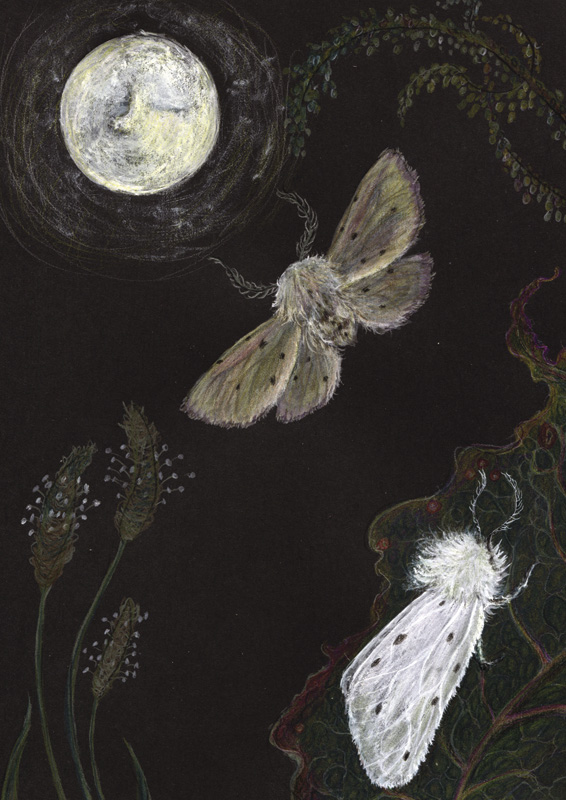 Muslin Moths