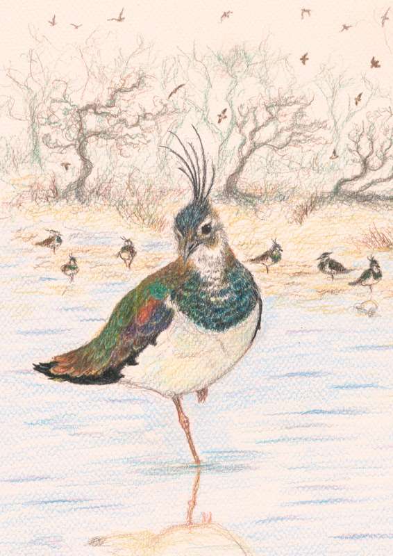 Lapwing - coming soon